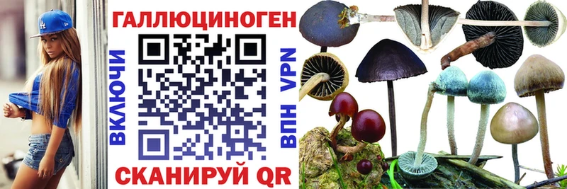 Псилоцибиновые грибы Psilocybine cubensis  Мыски 